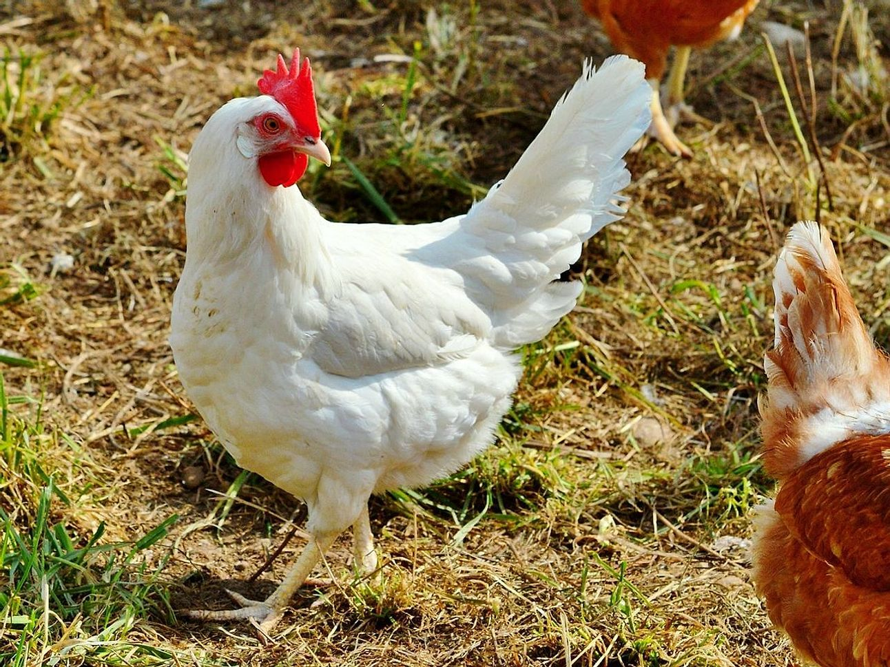 اختيارنا الموقّع